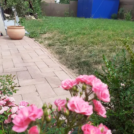 Kékmacska Nagybörzsöny